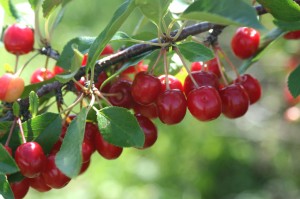 cherries