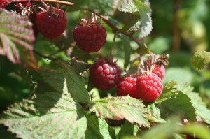 Raspberries